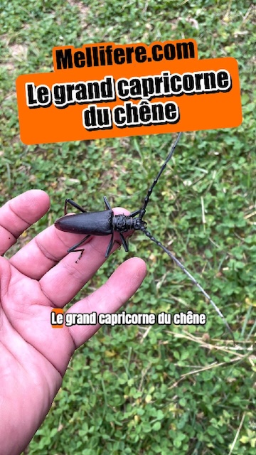 Grand capricorne du chêne, parasite du chêne mais protégé